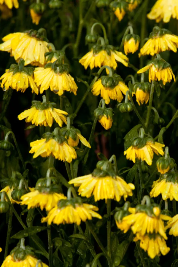 how to water mums