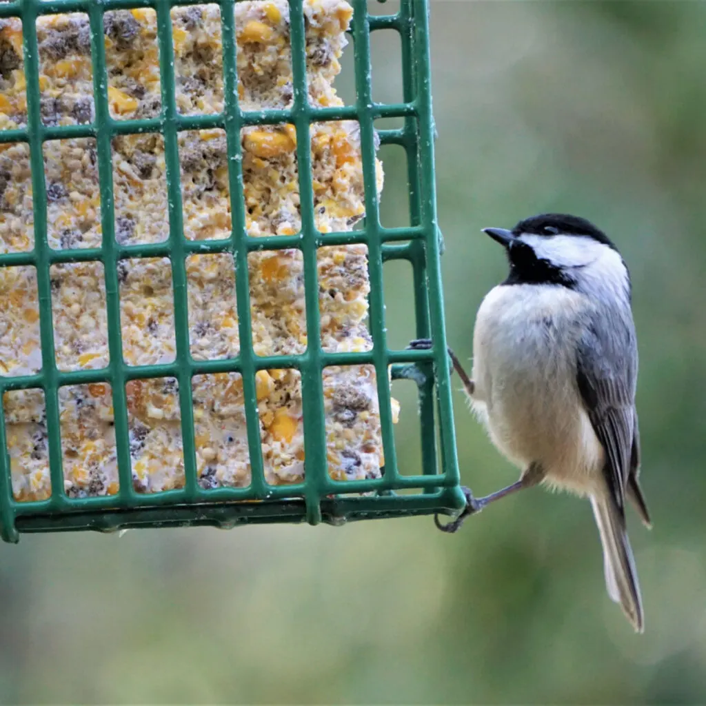 suet cakes