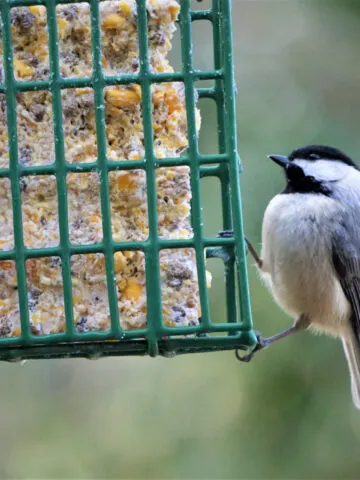suet cakes
