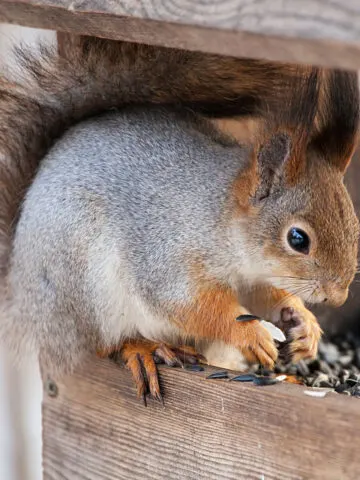 A squirrel eating birdseed while it sits on the birdfeeder