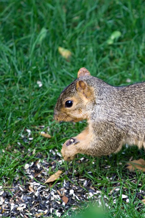 A squirrel eating birdseed that is has fallen onto the ground.