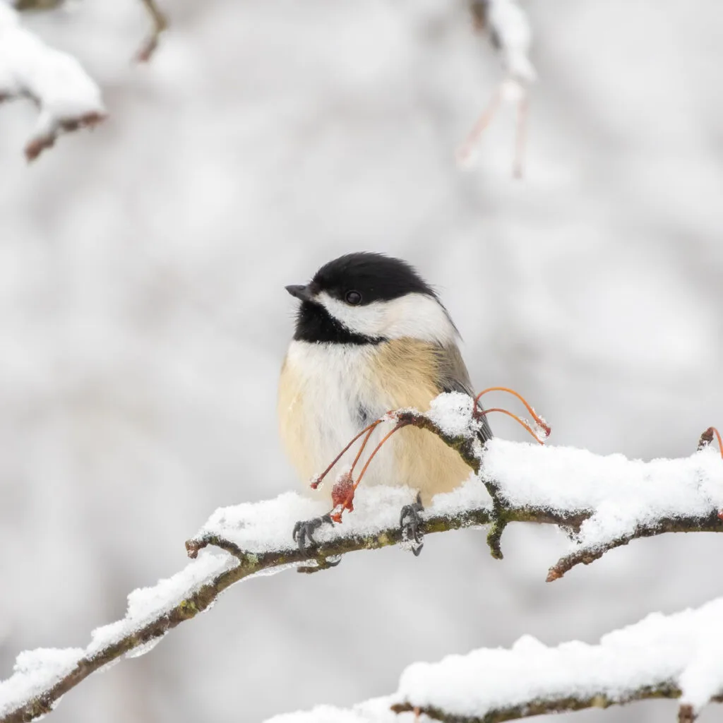 feeding chickadees in the winter