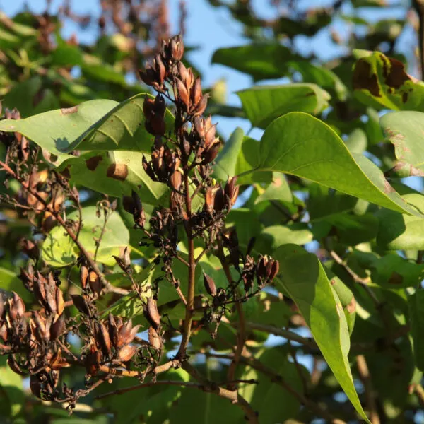 fall lilac care