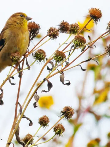what to feed birds in the fall