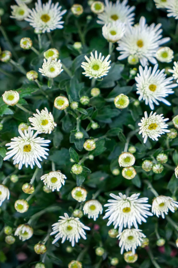 floral mums