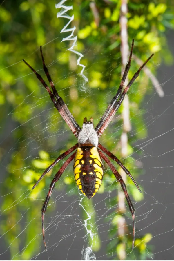 how to stop spiders