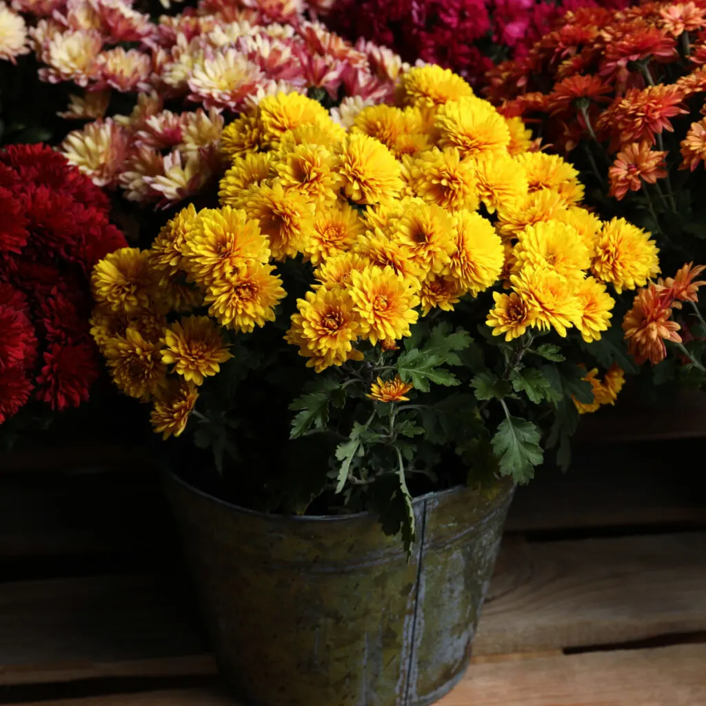 keep mums alive over winter