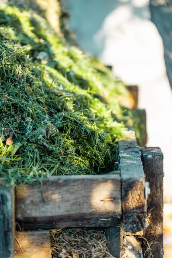green grass and shredded leaves to make fast compost