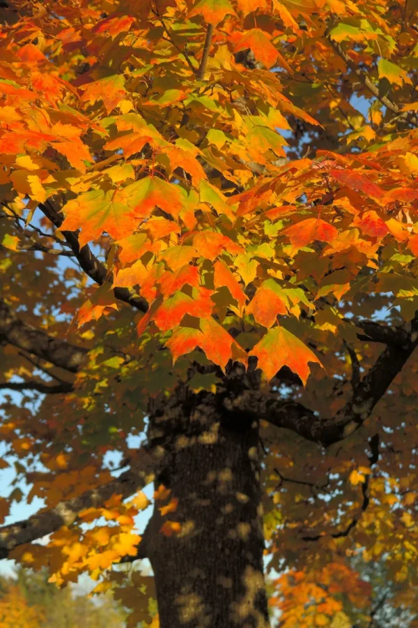 how to make compost from leaves fast