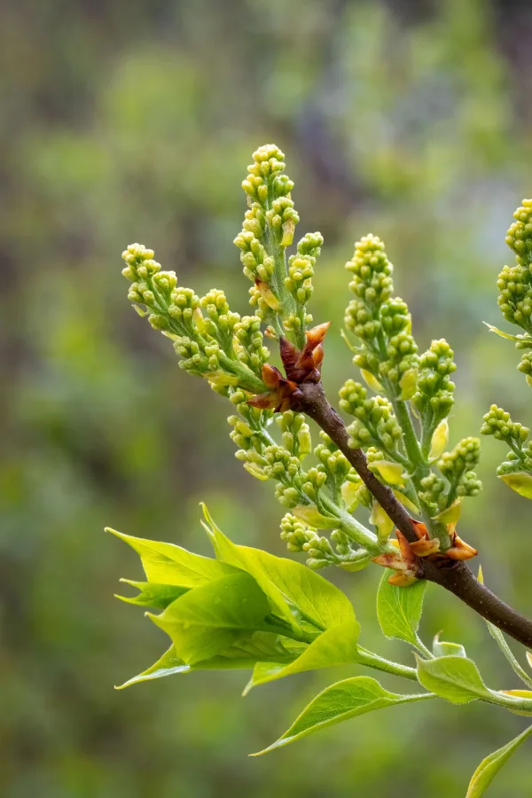 lilac blooms on old wood