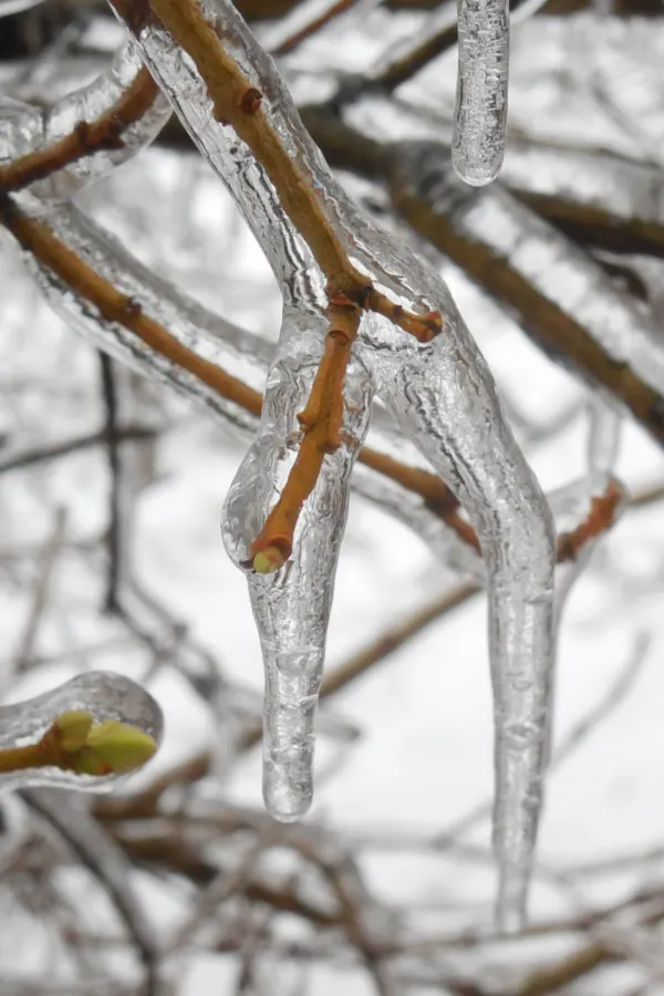 winter damage
