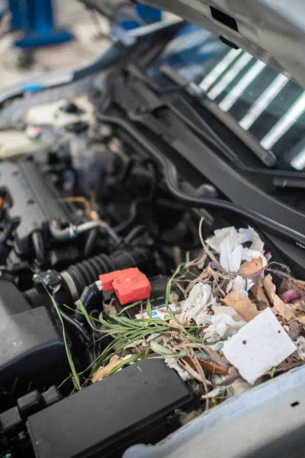 how to stop mice in the garage