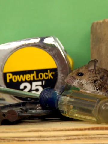 mice in the garage