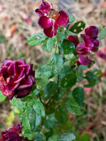 fall rose care
