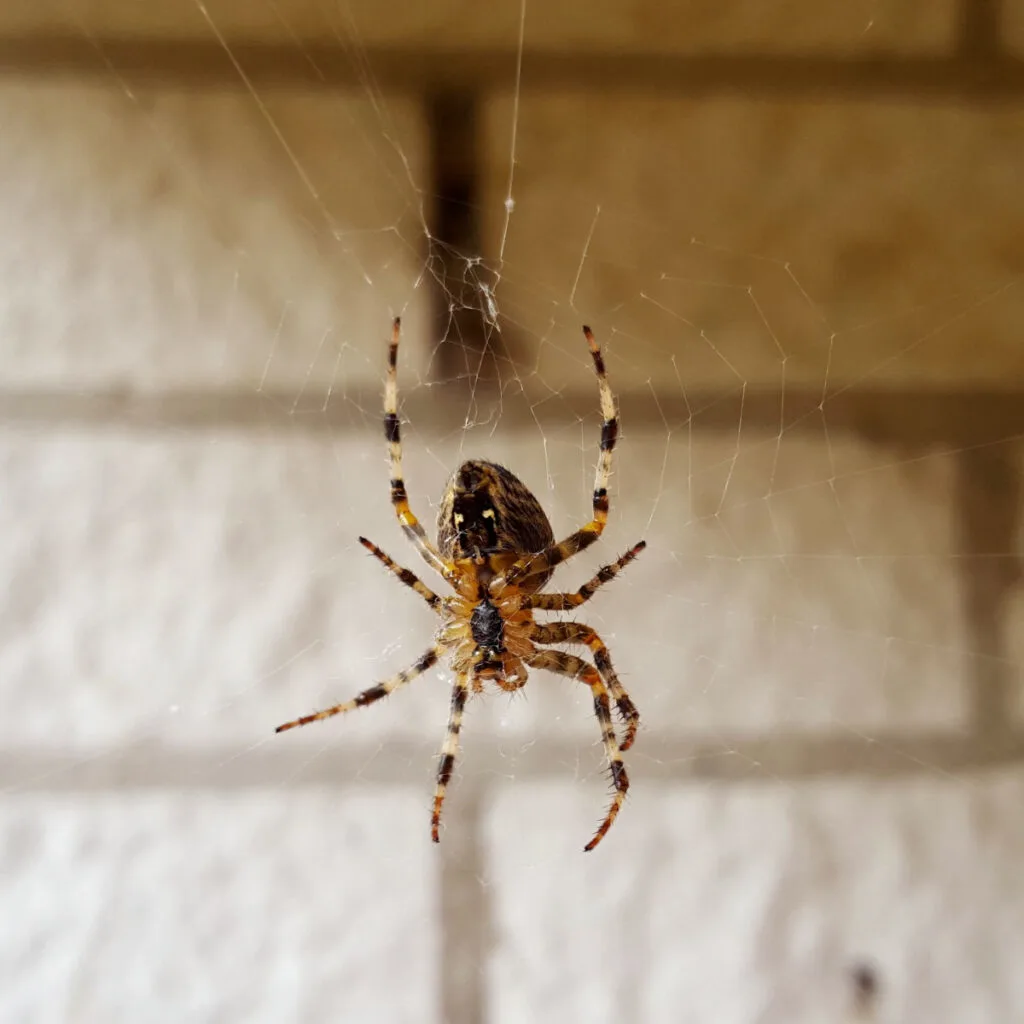 how to stop spiders