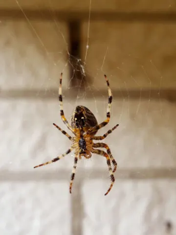 how to stop spiders