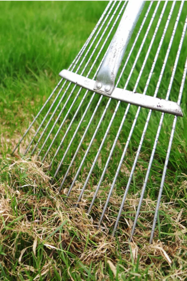 thatch in a yard