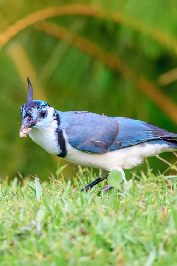 insect eating birds