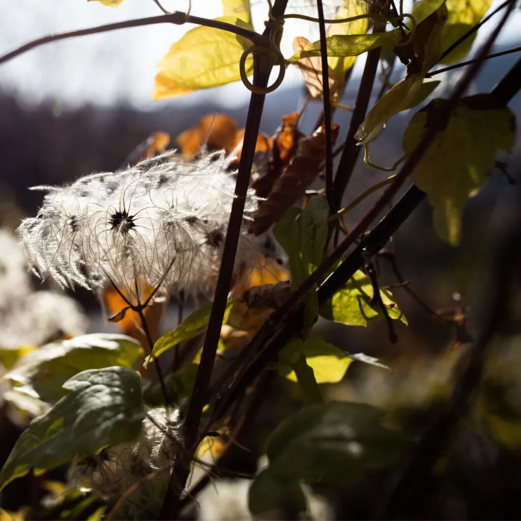clematis before winter