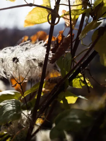 clematis before winter