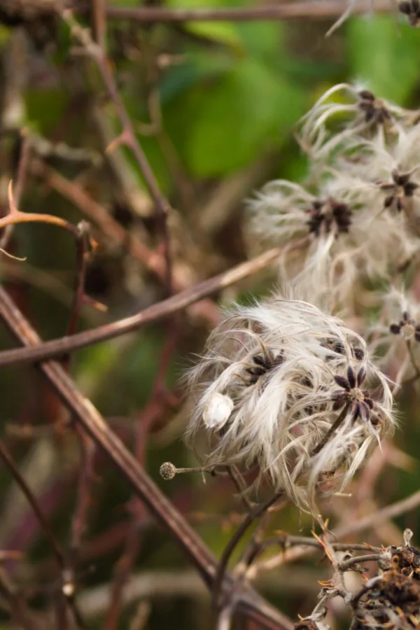 clematis in the winter ladnscape