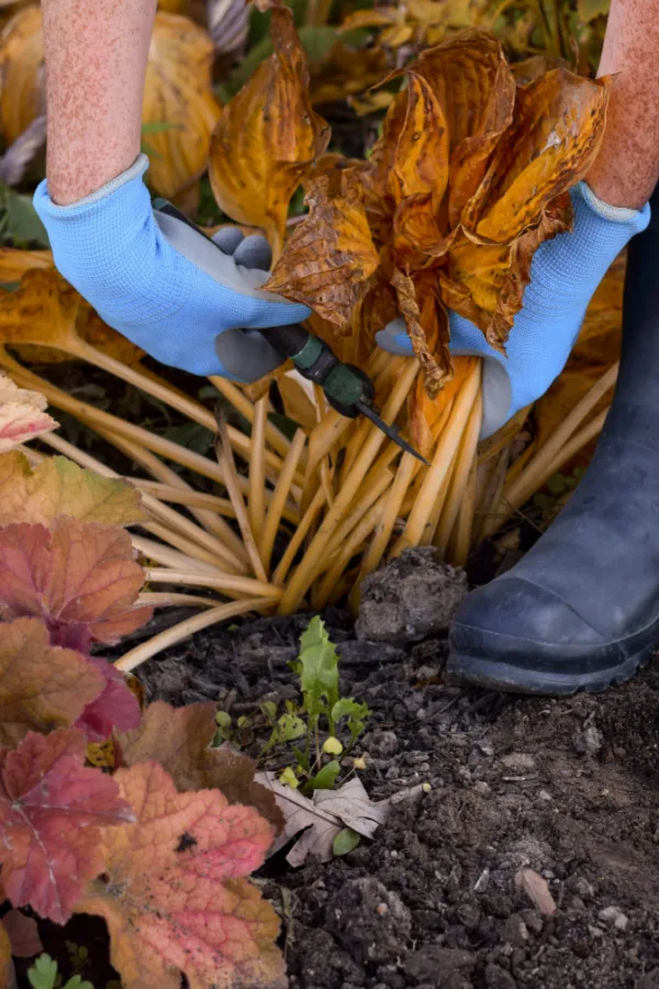 cutting back foliage