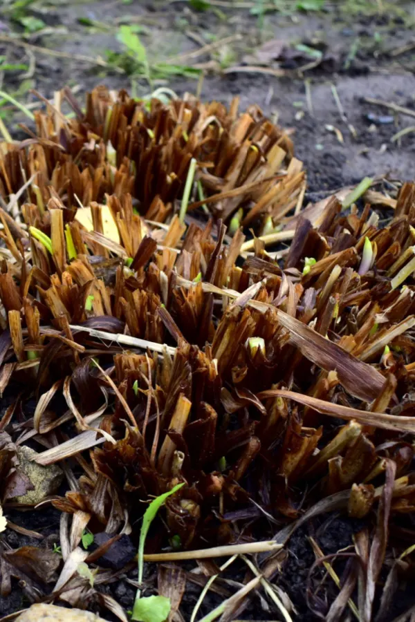 cutting back daylily foliage in late fall