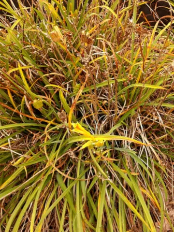 daylilies before winter