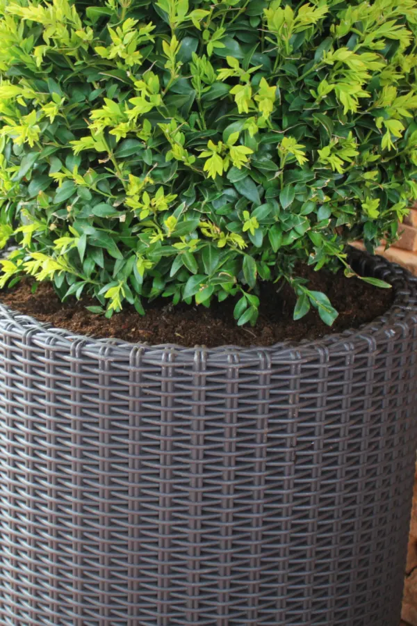 dwarf boxwoods