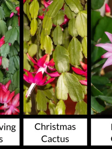 cactus difference
