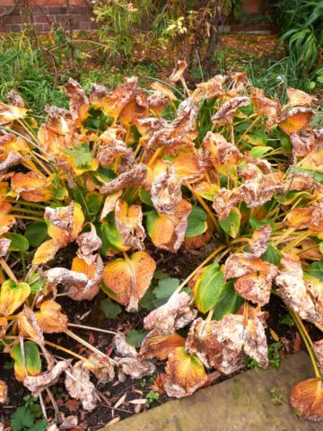 what to do with hostas before winter