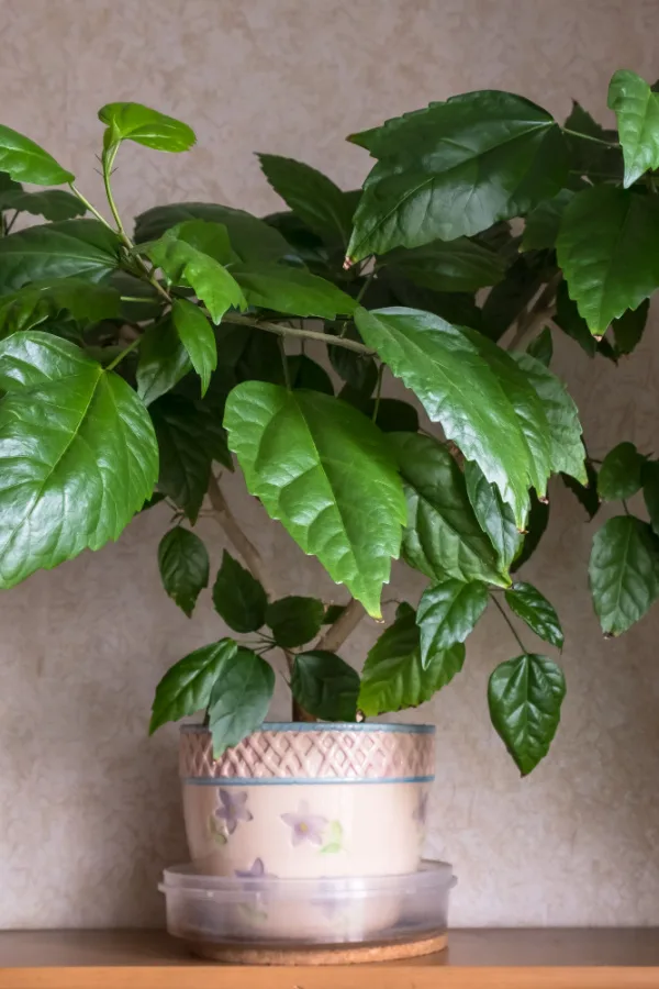 A hibiscus plant without any blooms. 