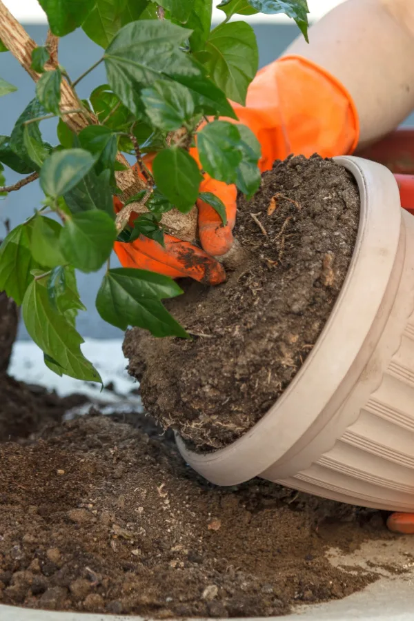Potting up a plant in a container. 