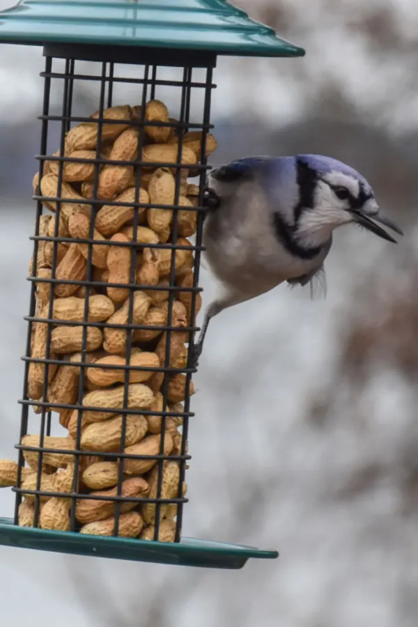 cage feeder for feeding blue jays