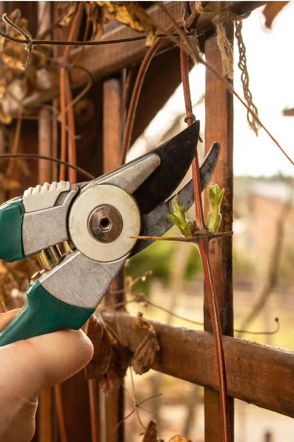 pruning perennials late in the year