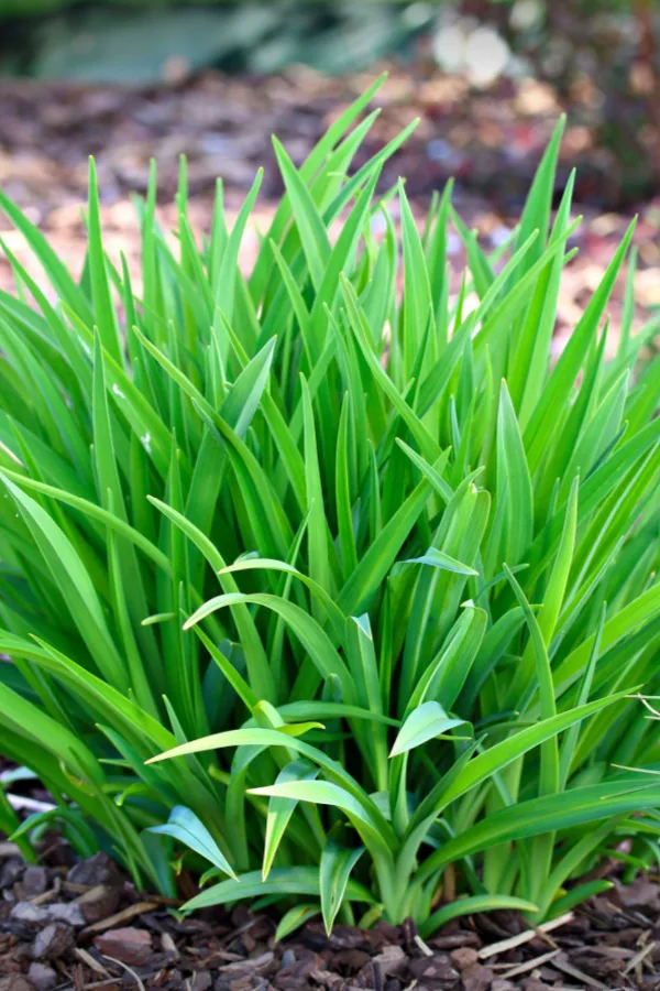 daylilies before winter