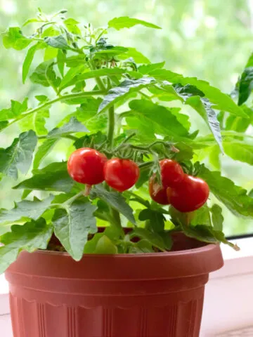 A small pot with ripe cherry tomatoes growing indoors