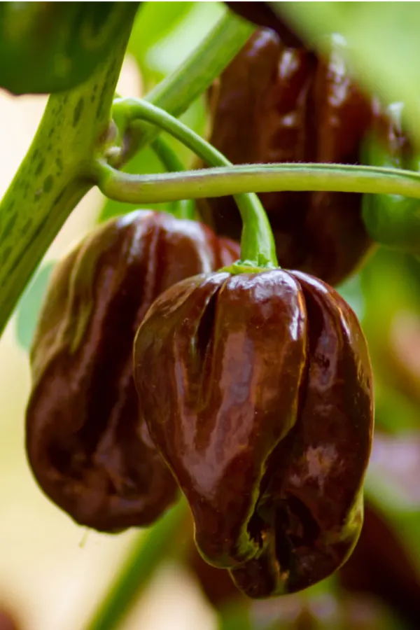 Chocolate Habanero