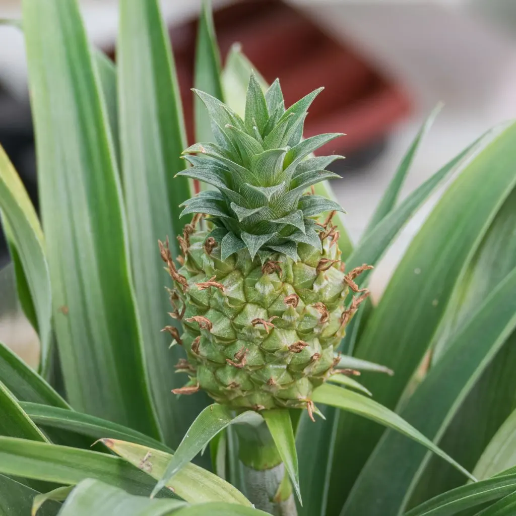 A young pineapple growing from a potted plant.