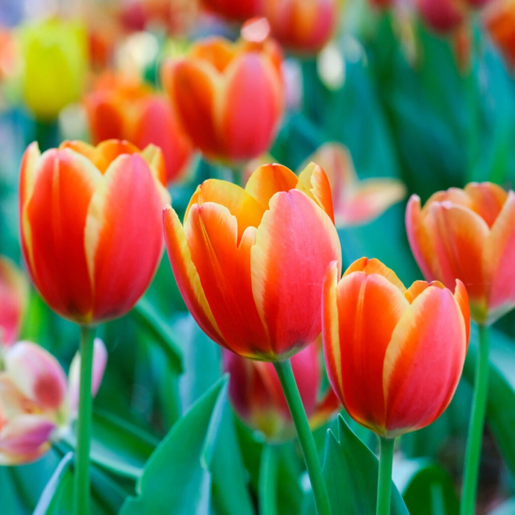red and yellow tulip blooms