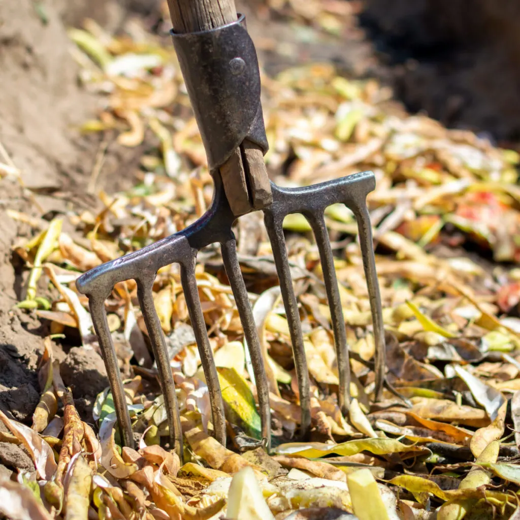 A pitchfork in the middle of a trench compost pit with lots of kitchen scraps inside.
