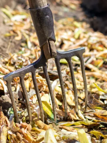 A pitchfork in the middle of a trench compost pit with lots of kitchen scraps inside.