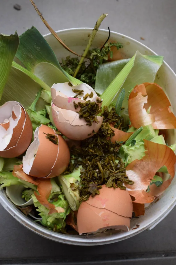 Kitchen scraps in a white bucket
