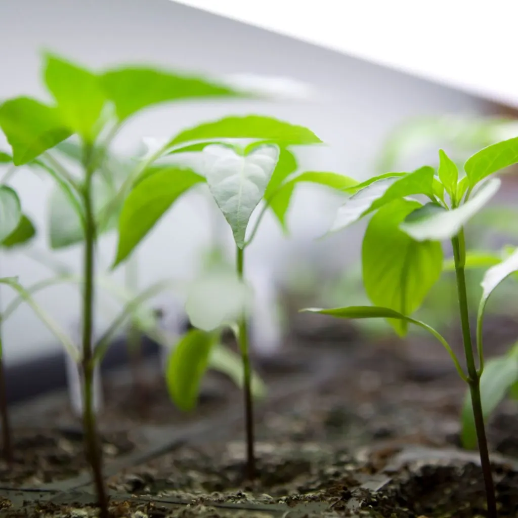 best lights for starting seeds indoors
