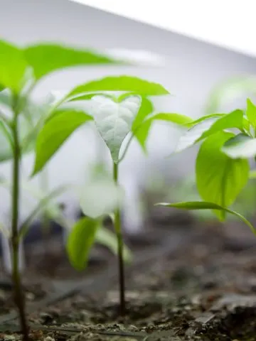 best lights for starting seeds indoors