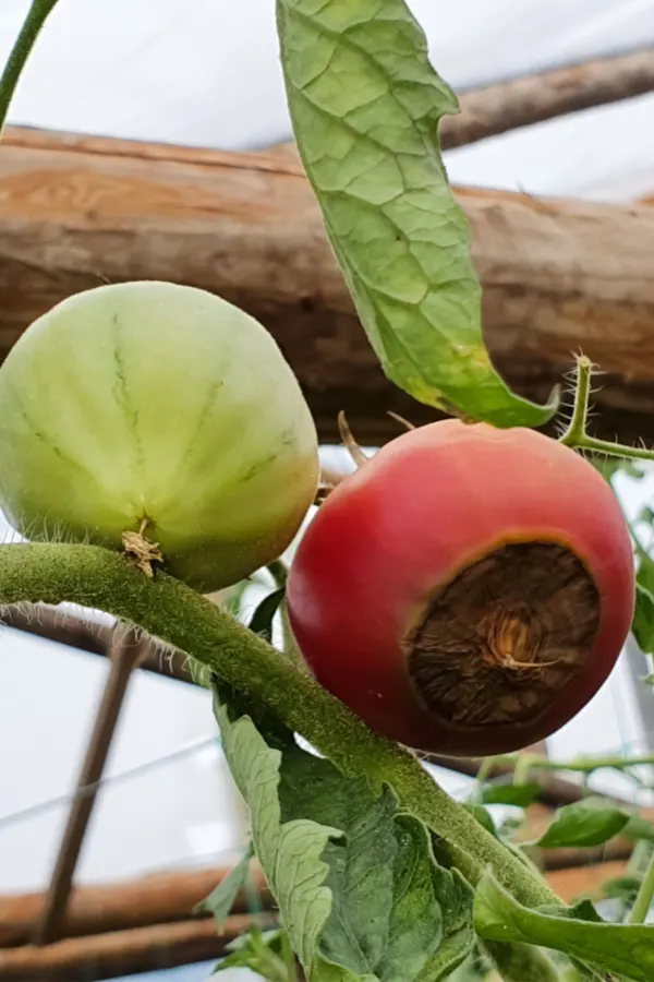 calcium loss - blossom end rot