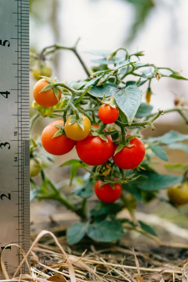 A dwarf variety with several ripe fruit on the plant and a ruler next to it showing the small size.  