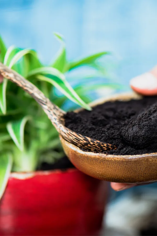 coffee grounds on houseplants 