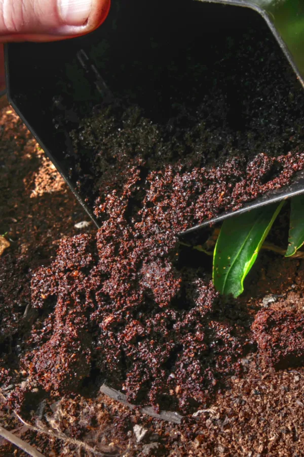spreading grounds on soil