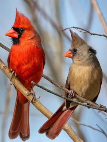 Feed cardinals in the winter.